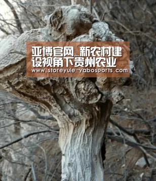 亚博官网_新农村建设视角下贵州农业旅游热点的研究(图4) 亚博官网_新农村建设视角下贵州农业旅游热点的研究(图4)